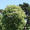 Fraxinus ornus silhouette